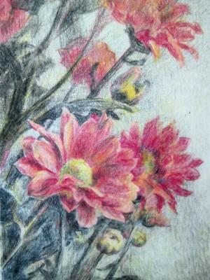 «Хризантема». Графитный и цветные карандаши. 2014 г.
